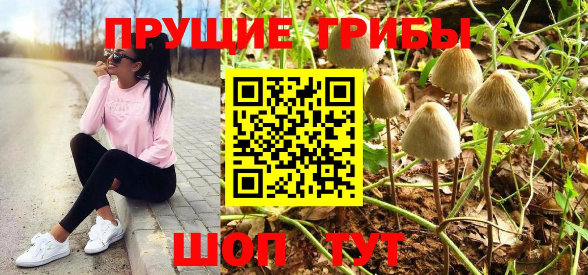 Галлюциногенные грибы Psilocybine cubensis Каменск-Шахтинский
